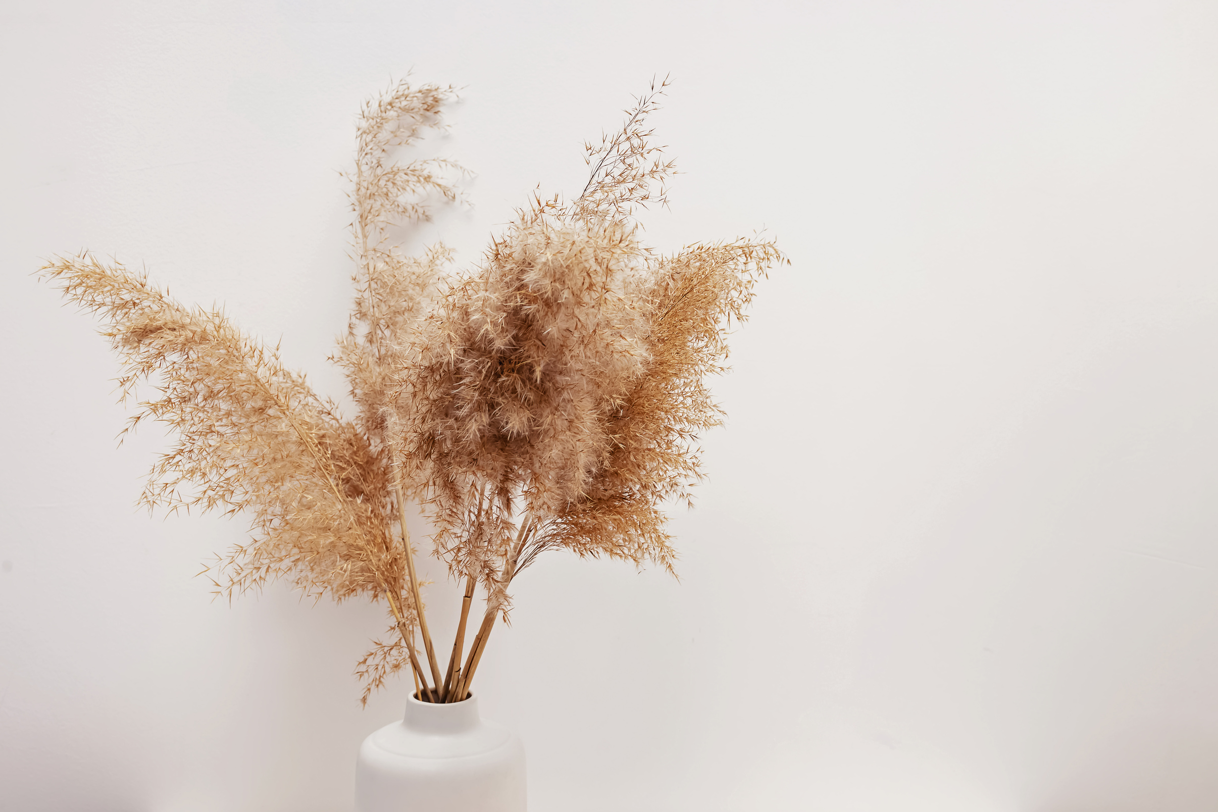 Pampas Grass in a Vase near White Wall